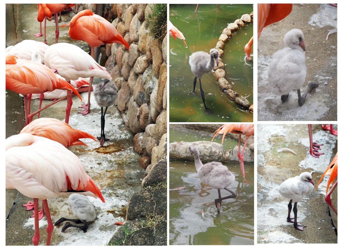 王子動物園の幼鳥たち フラミンゴとペンギン Ganref