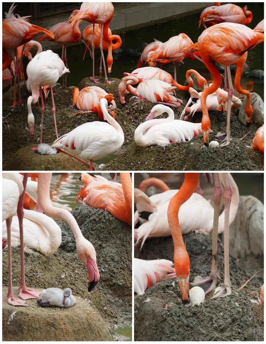 王子動物園の幼鳥たち フラミンゴとペンギン Ganref