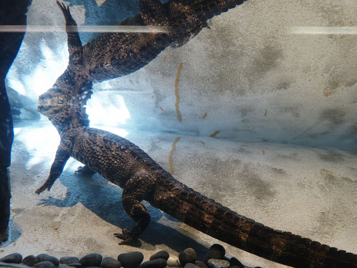 水槽内のヨウスコウワニのデフォルメと映り込み | GANREF