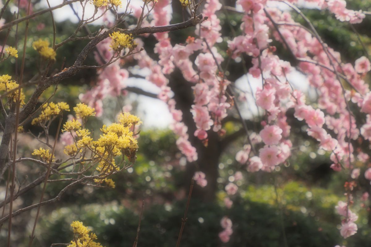 サンシュユの季節へ 植物 花 花びら Ganref