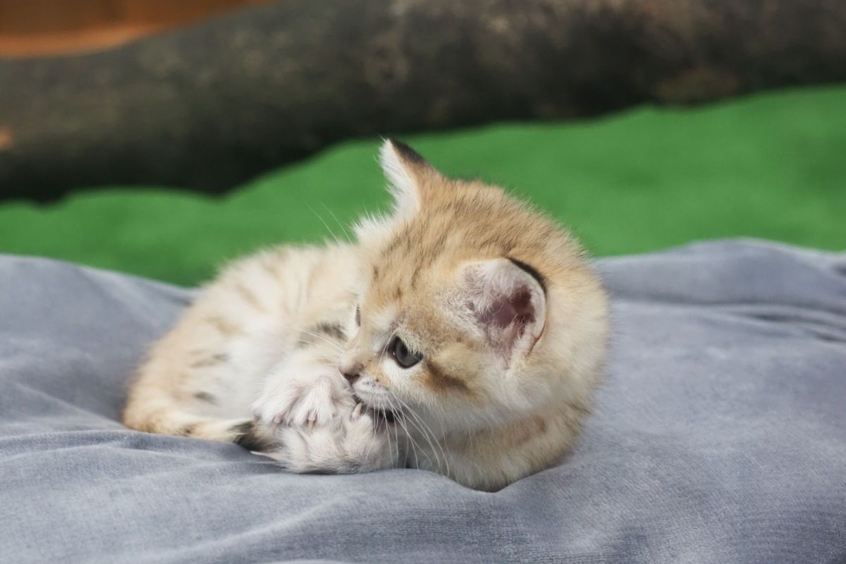 砂漠の天使 動物 小動物 Ganref