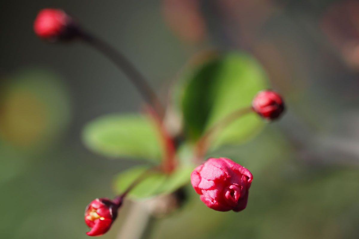 美人の眠り 植物 花 花びら Ganref