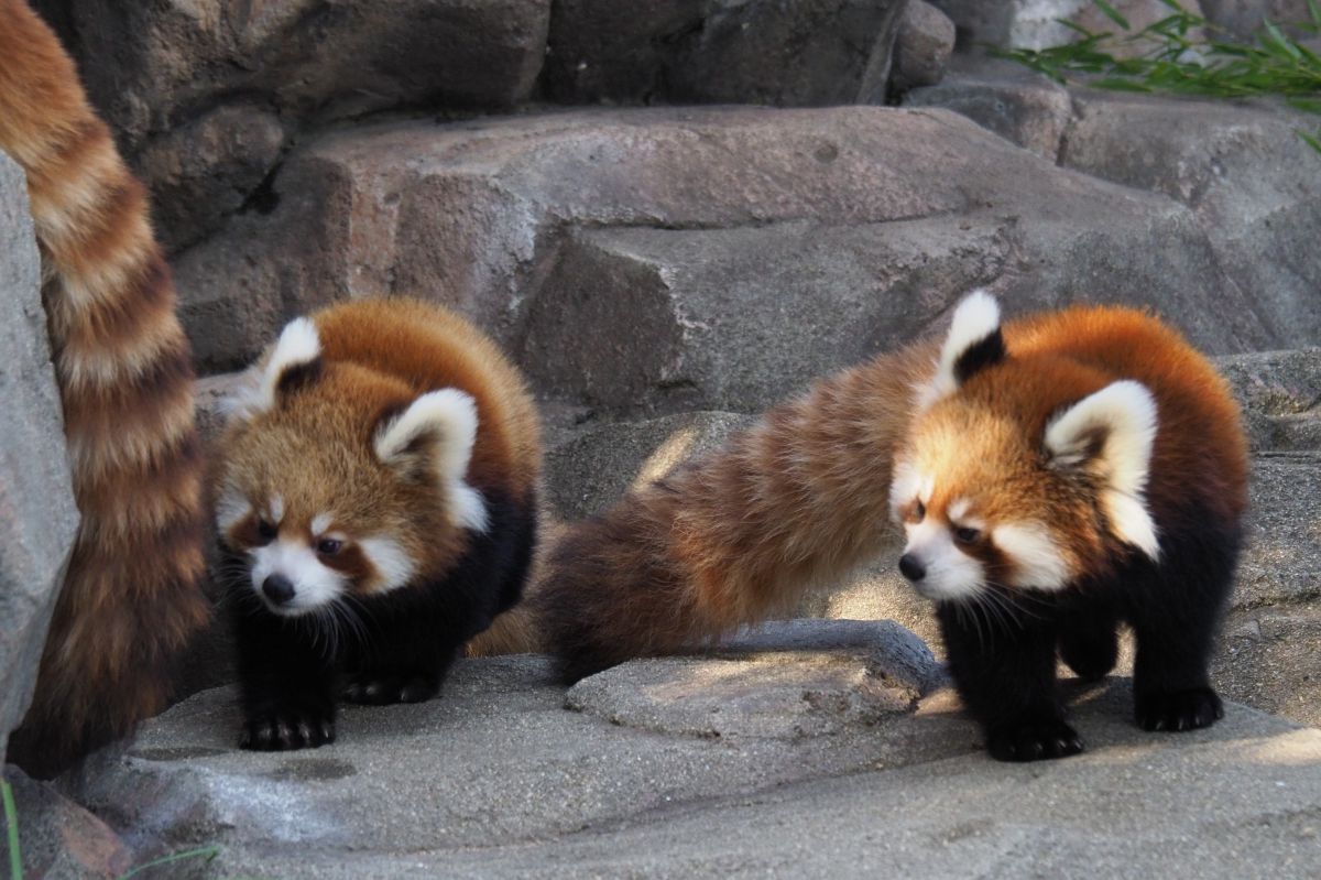 【レッサーパンダ】【2点まとめ】 The complete opposite of its super cute face! The red panda