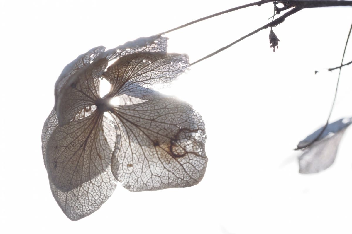 枯れてなお 植物 花 花びら Ganref