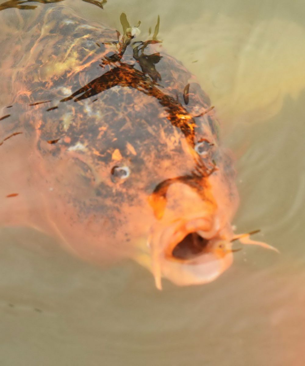 人面魚 動物 魚類 Ganref
