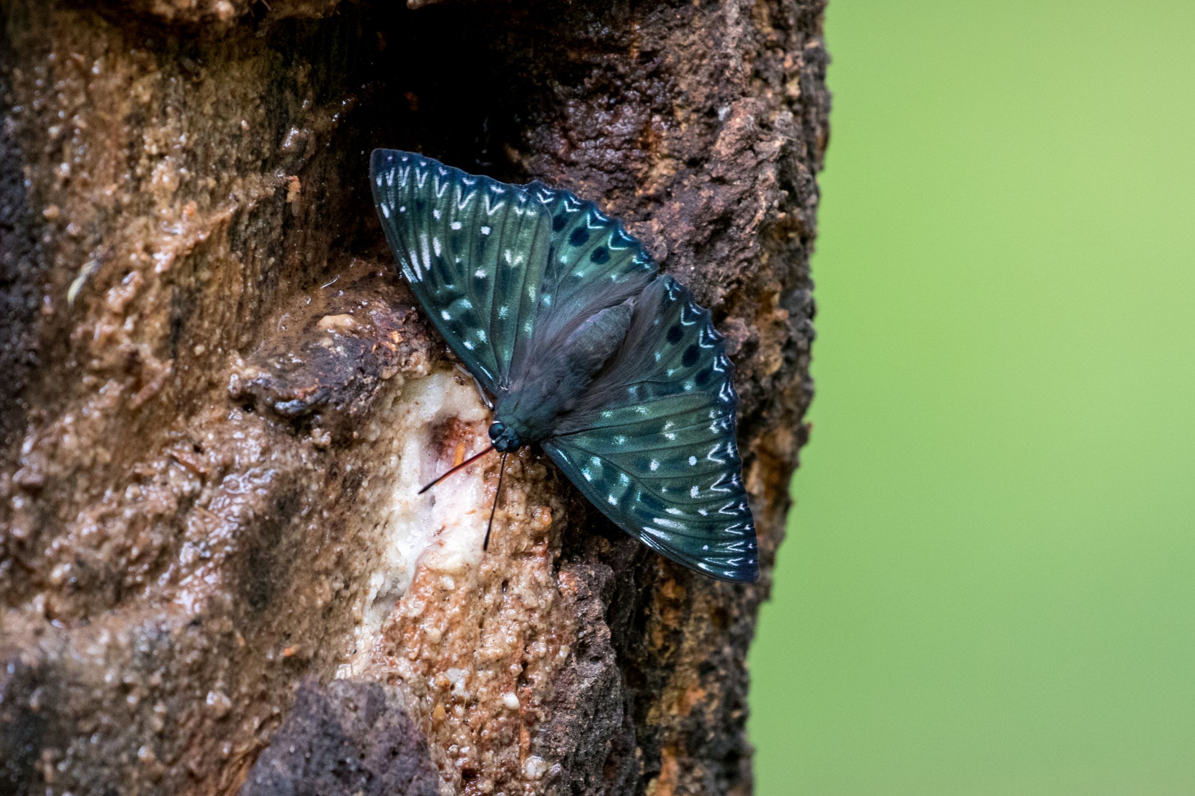 スミナガシ | GANREF