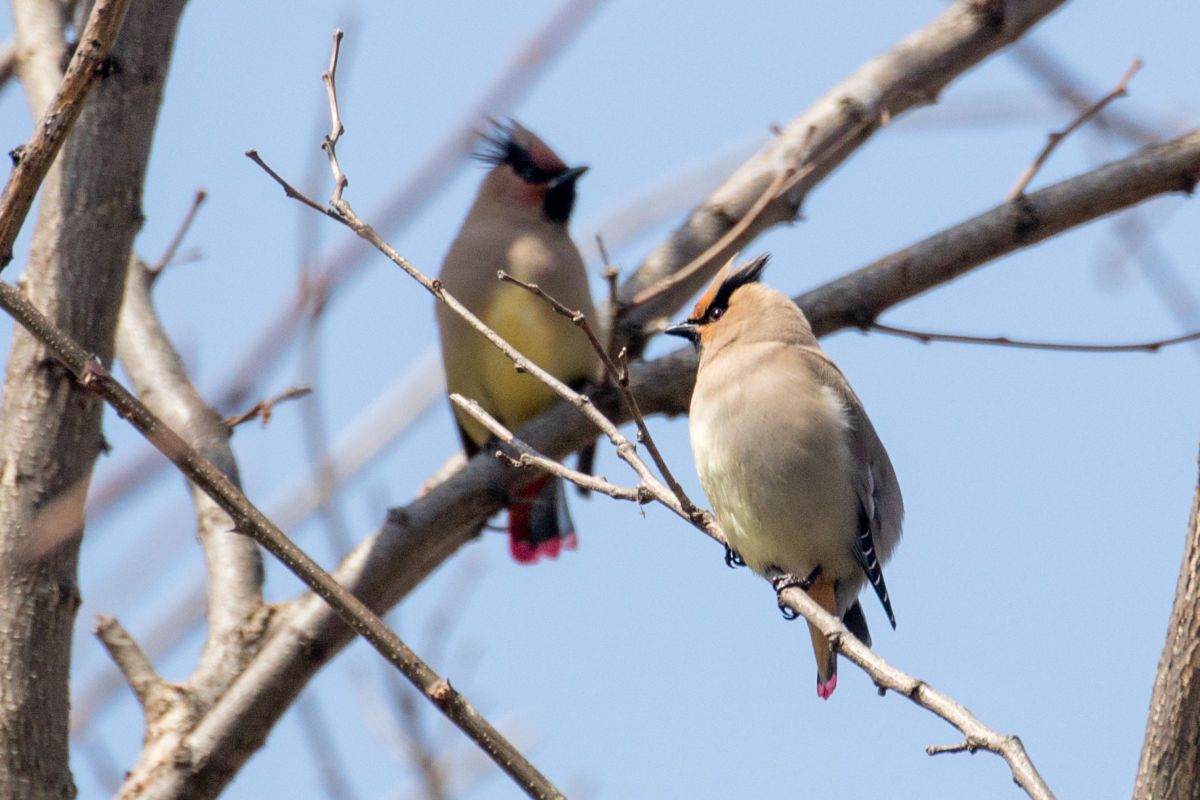 緋連雀 動物 鳥類 Ganref