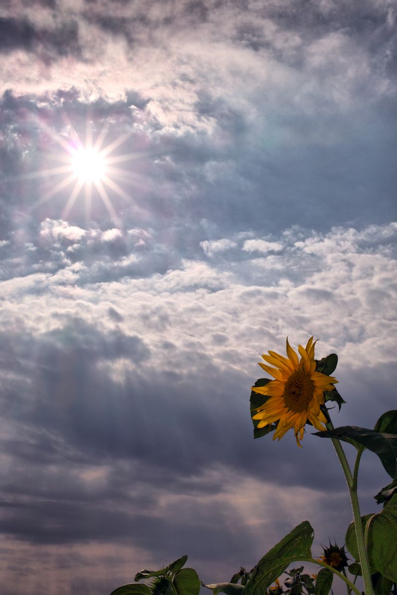 炎天下 自然 風景 空 雲 Ganref
