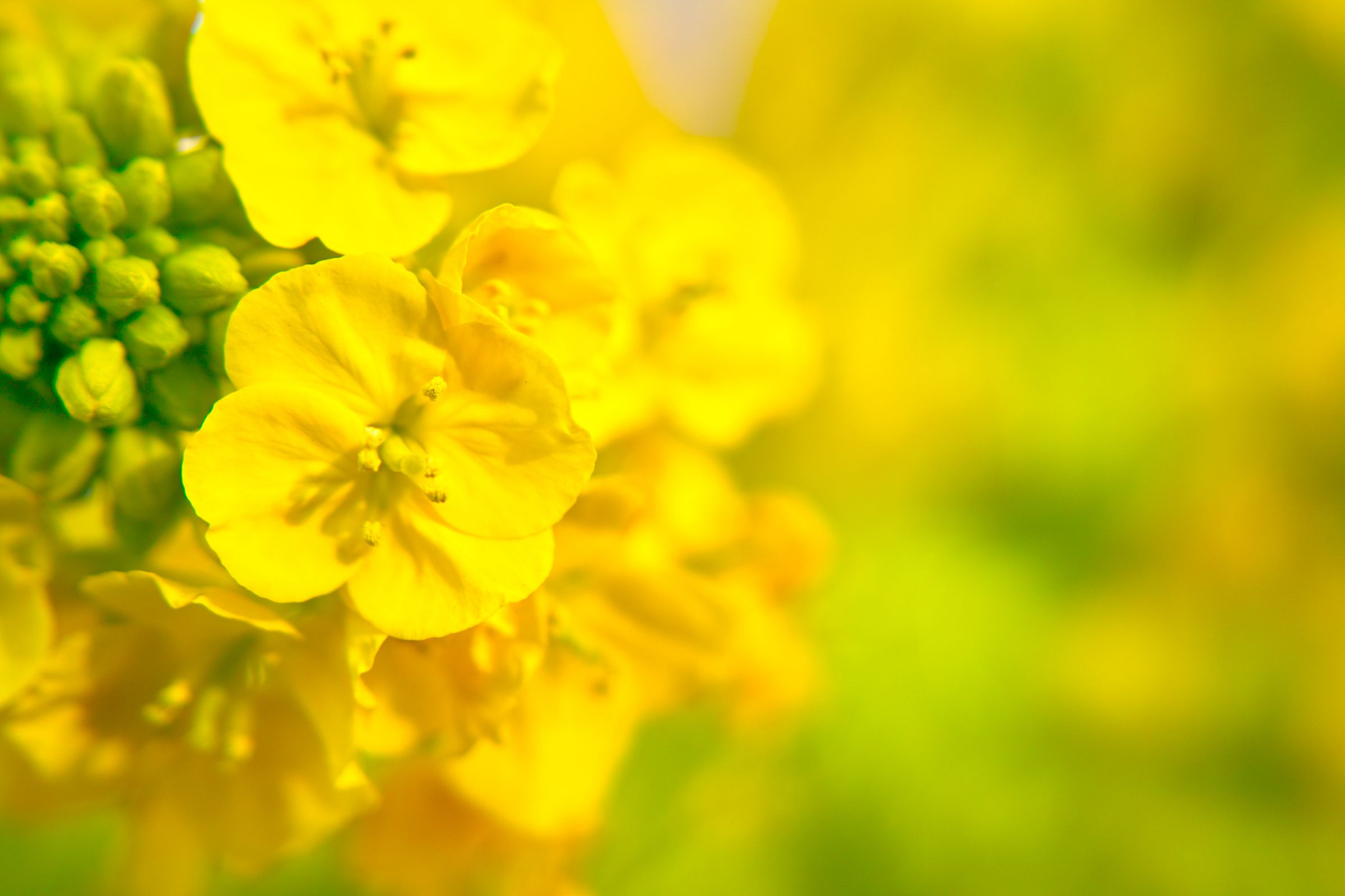 菜の花イエロー | GANREF