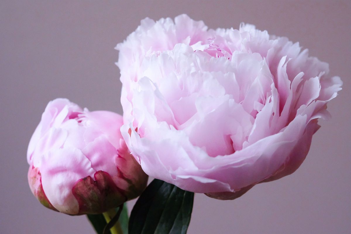 pink | GANREF