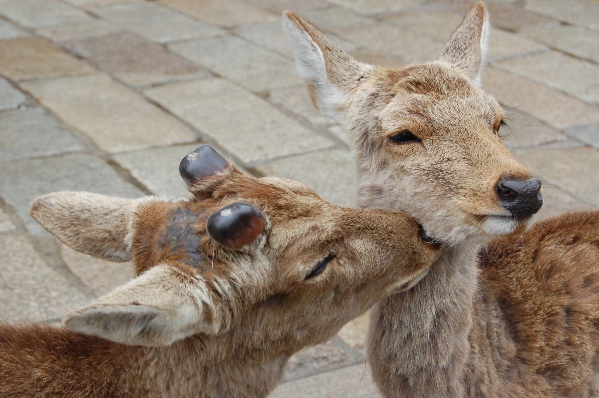 I Love You 動物 その他の陸の生物 Ganref