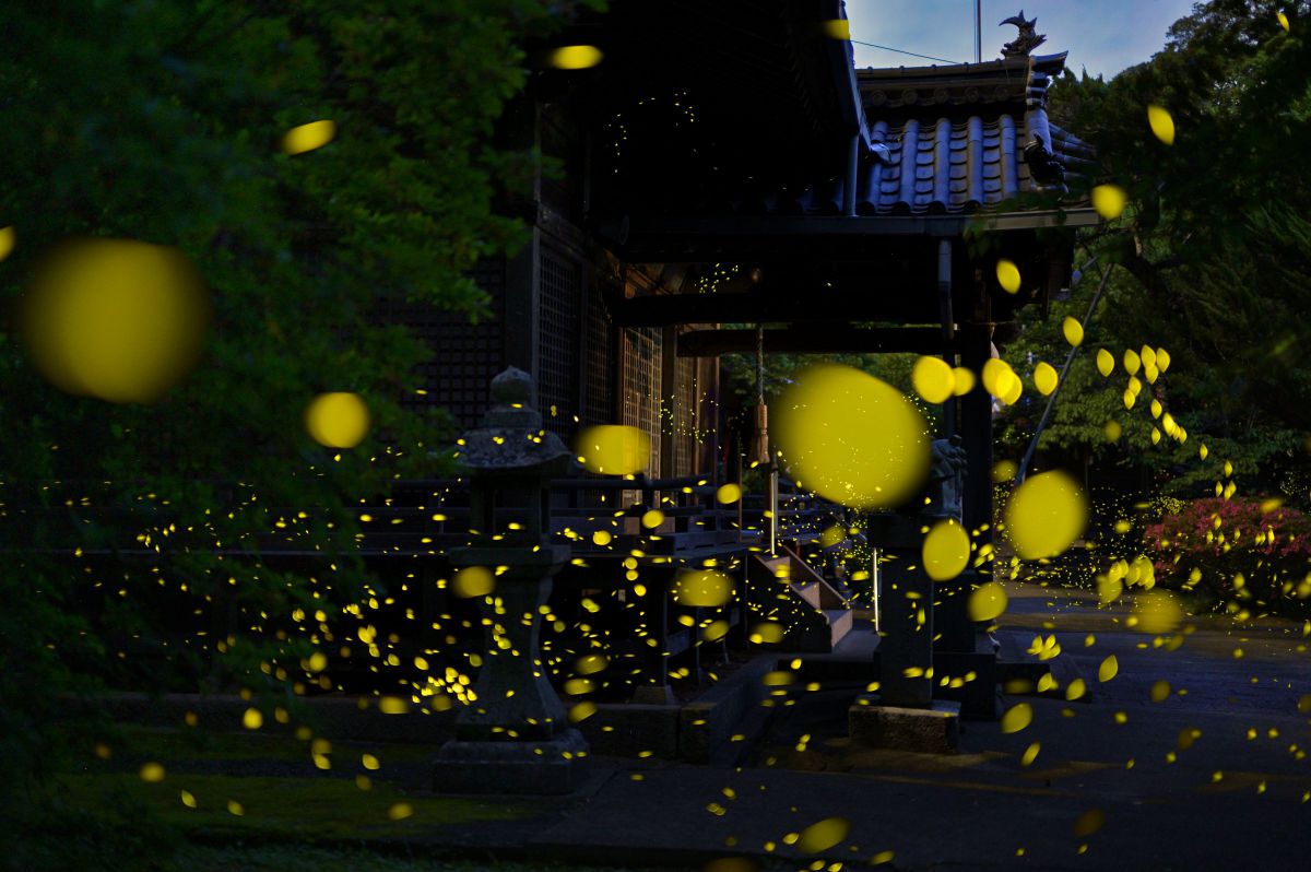 NIKKOR Z 50mm f/1.4で撮影された写真 | 写真検索 | GANREF