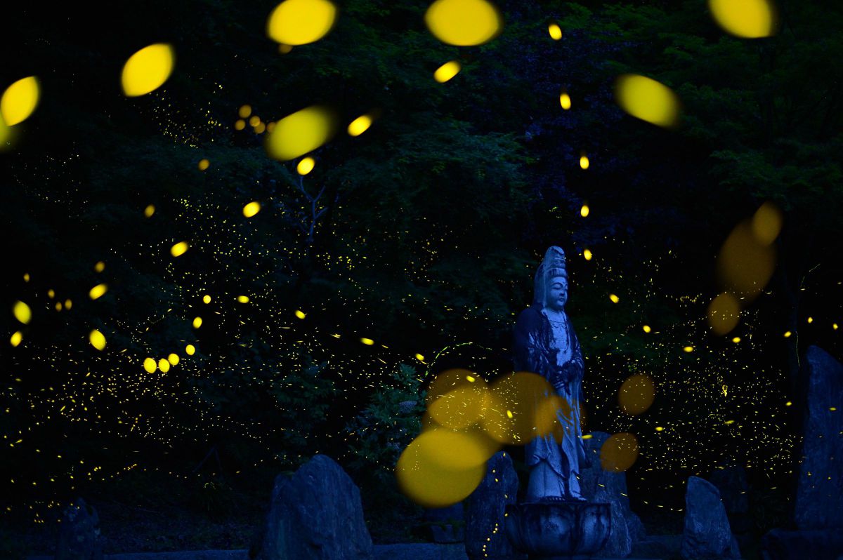 AF-S NIKKOR 50mm f/1.8Gで撮影された写真 | 写真検索 | GANREF