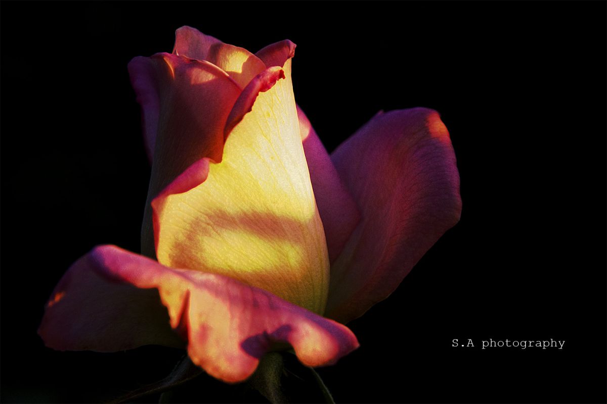 薔薇のシルエット 植物 花 花びら Ganref