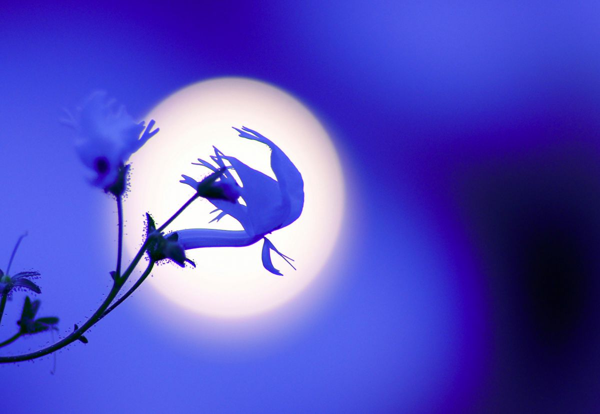 135mm F2.8 ［T4.5］STFで撮影された写真 | 写真検索 | GANREF