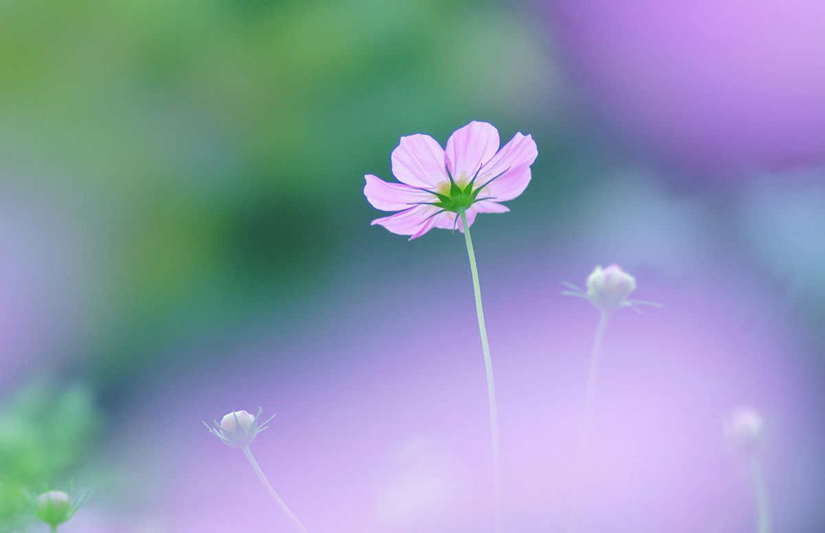 135mm F2.8 ［T4.5］STFで撮影された写真 | 写真検索 | GANREF