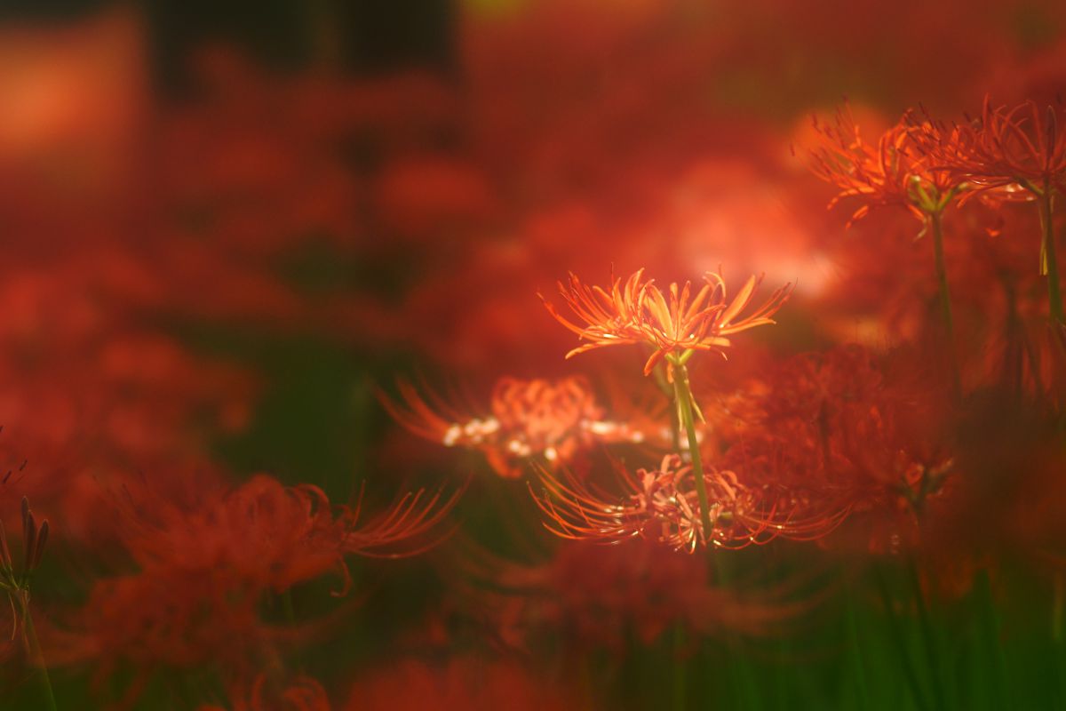 135mm F2.8 ［T4.5］STFで撮影された写真 | 写真検索 | GANREF