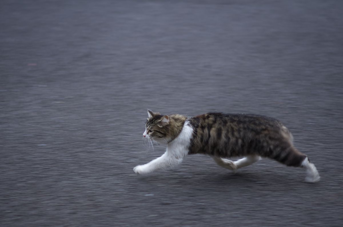 ダッシュ 動物 猫 Ganref