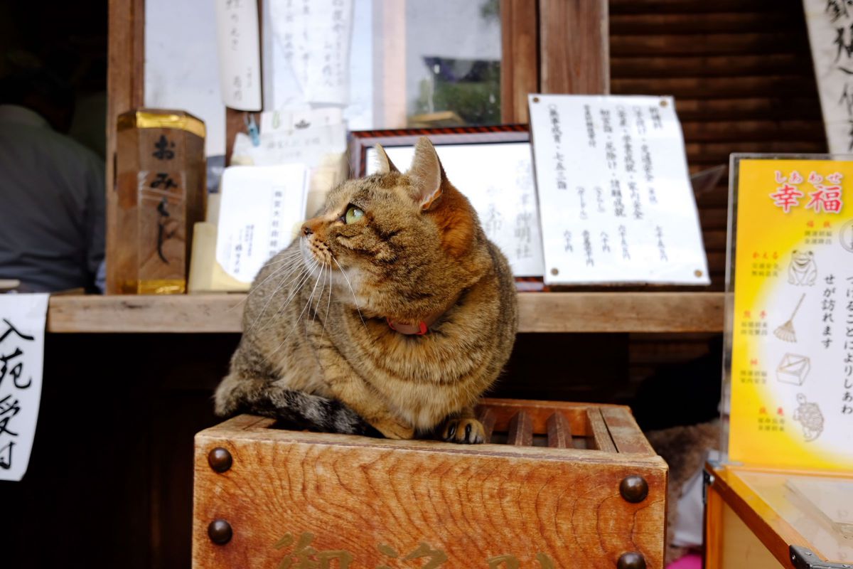 幸福、顧みず GANREF