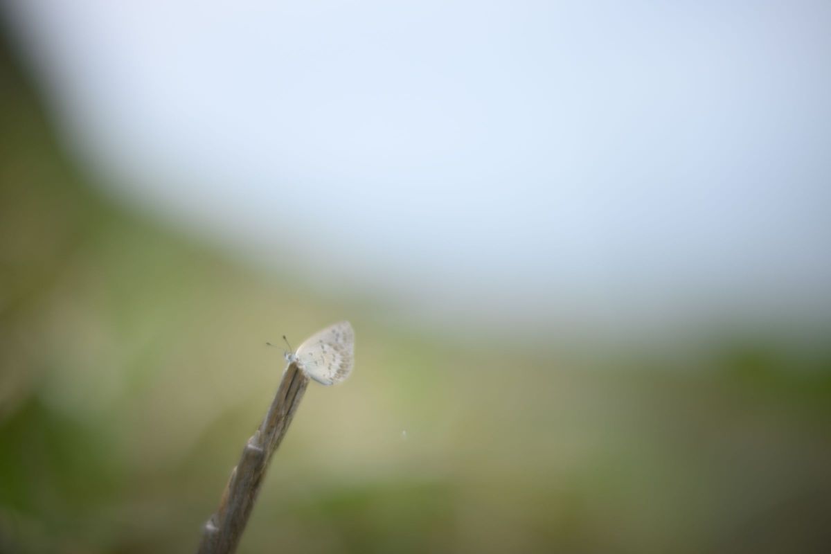 NOKTON 40mm F1.2 Aspherical Z-mountで撮影された写真 | 写真検索