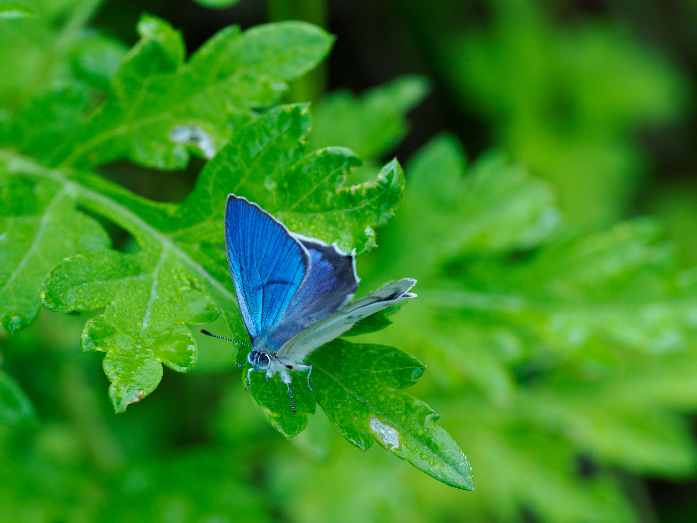 手塚少年が夢中になった蝶 | GANREF