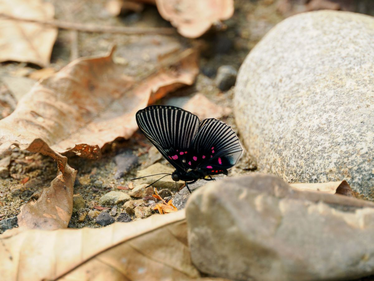 未来からきた蝶 | GANREF