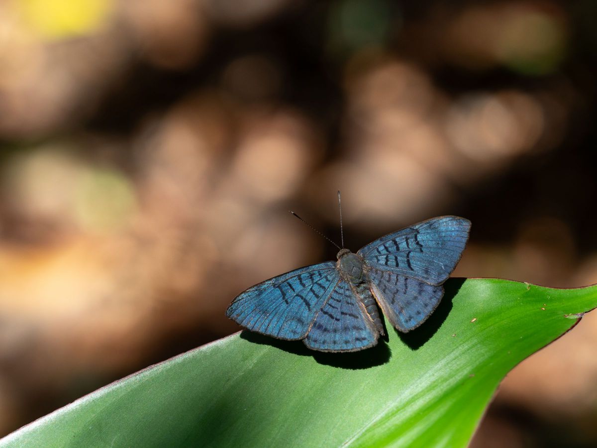 Kind of Blue | GANREF