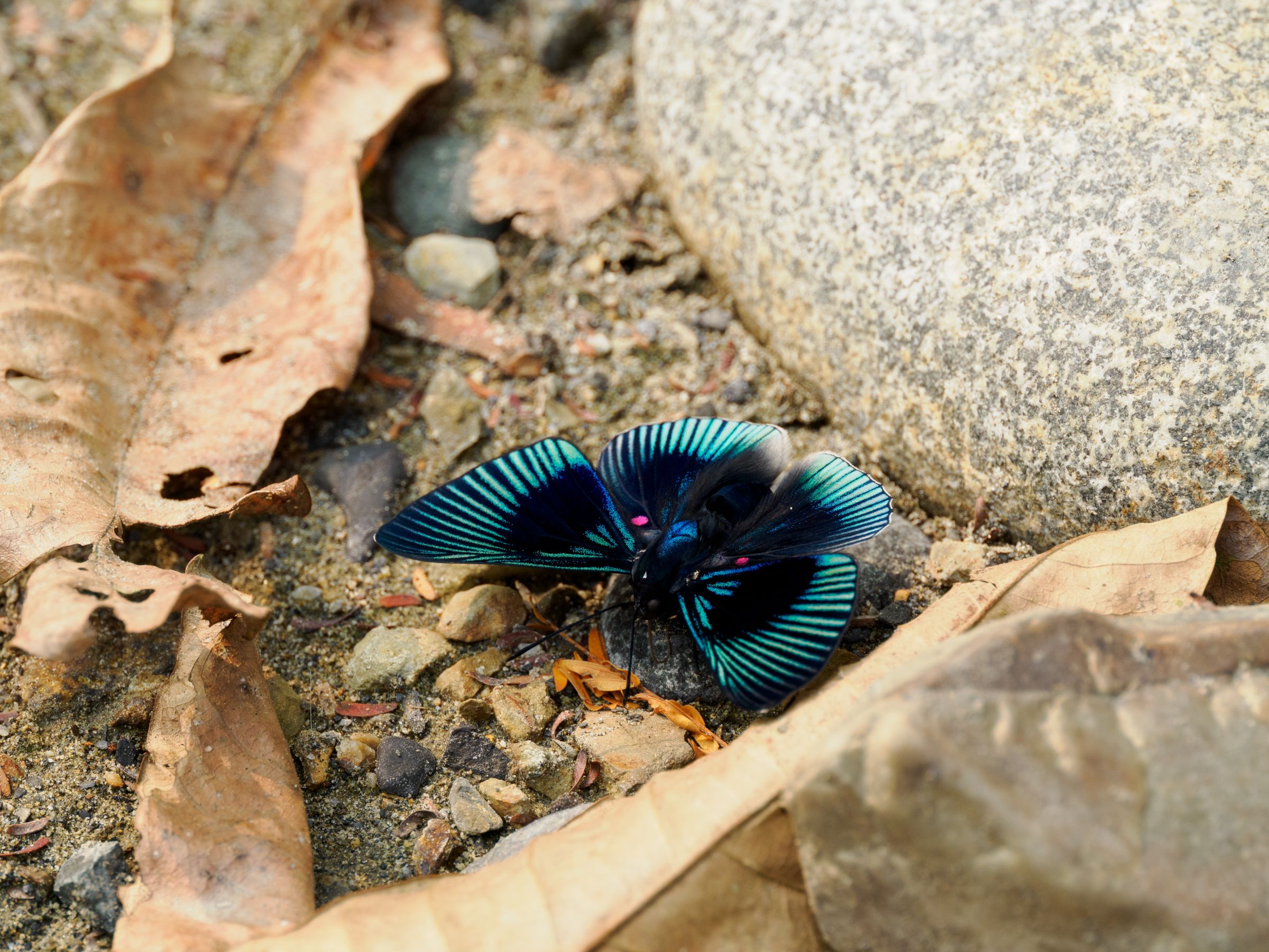 シジミタテハ「5種」