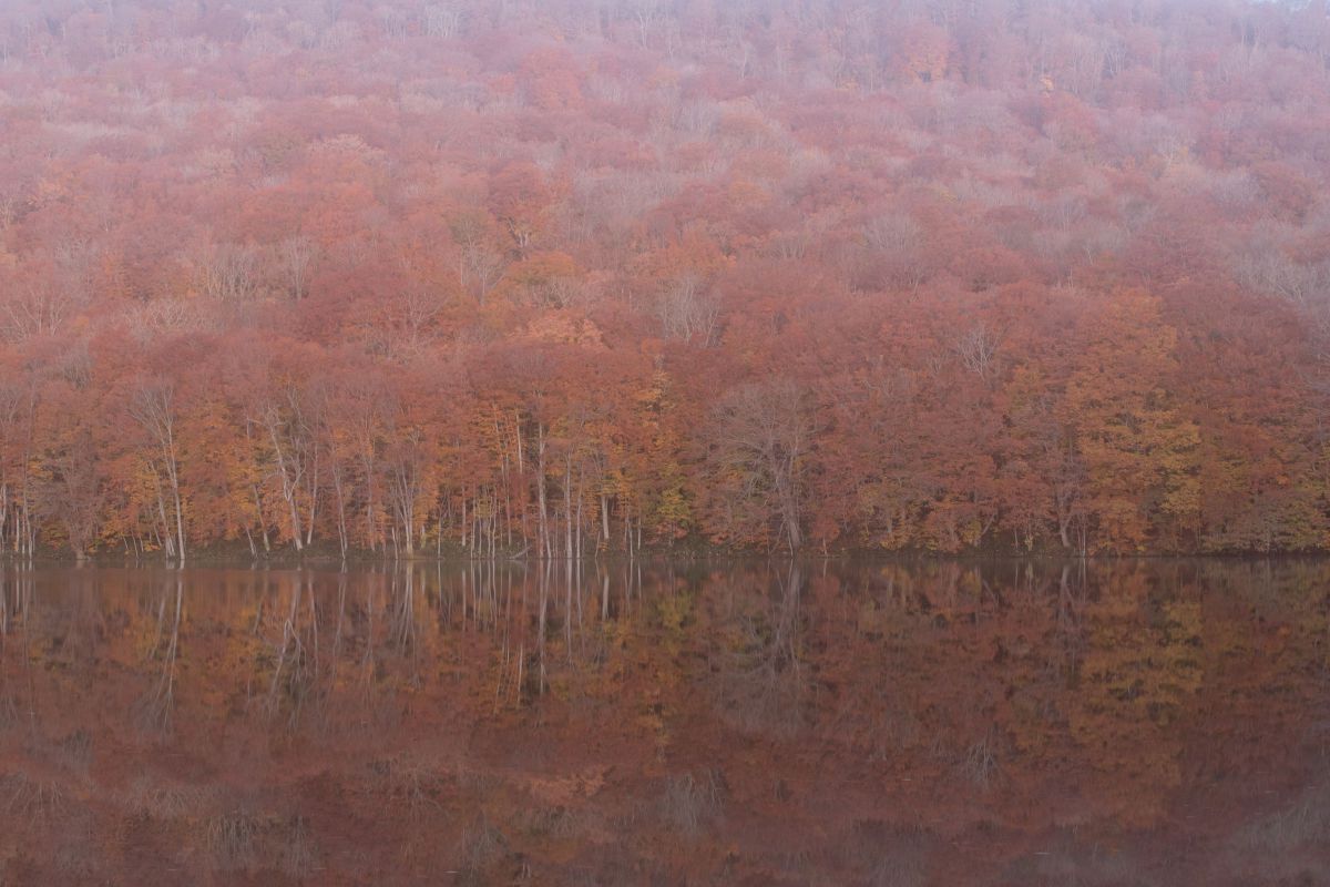 Autumn Color ReflectionⅠ | GANREF