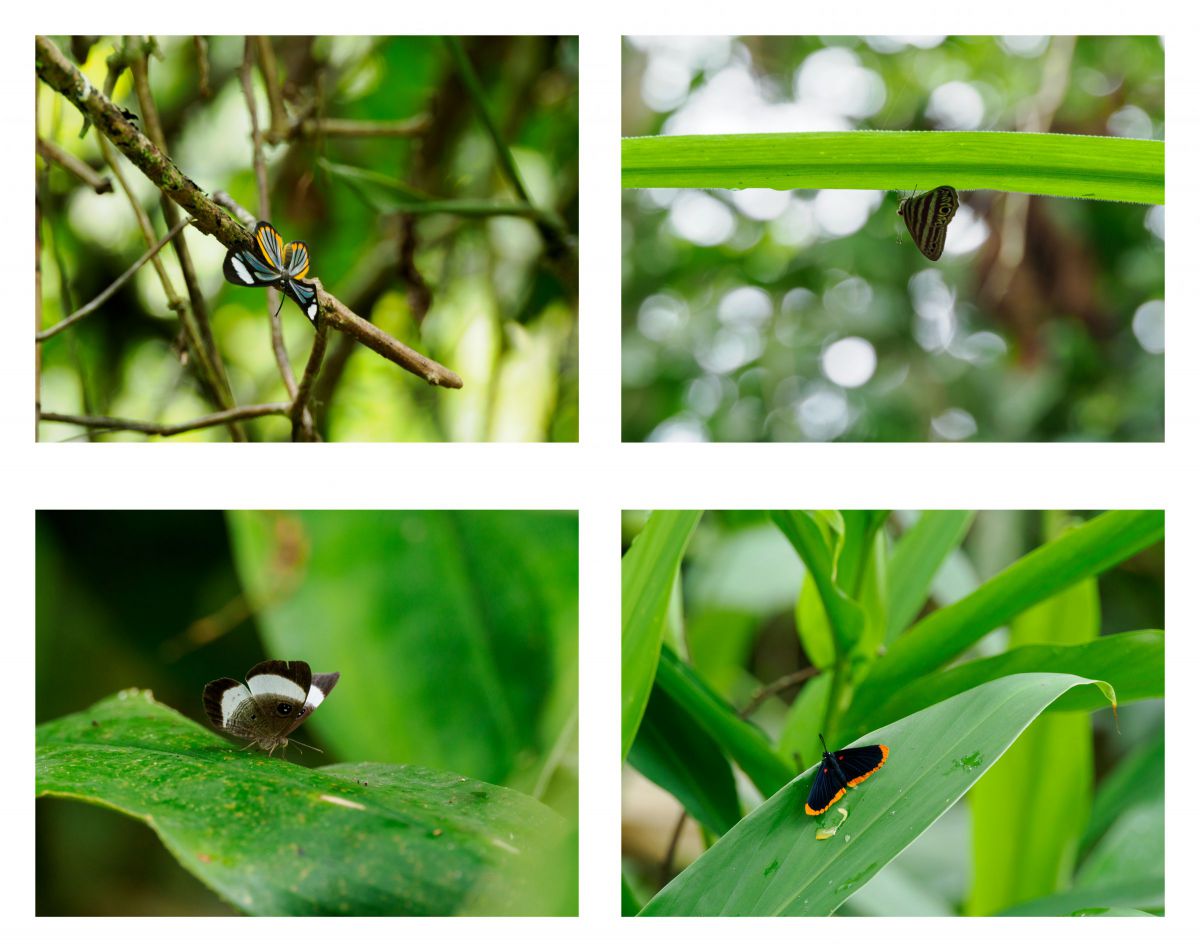 シジミタテハってなんだ？ | GANREF