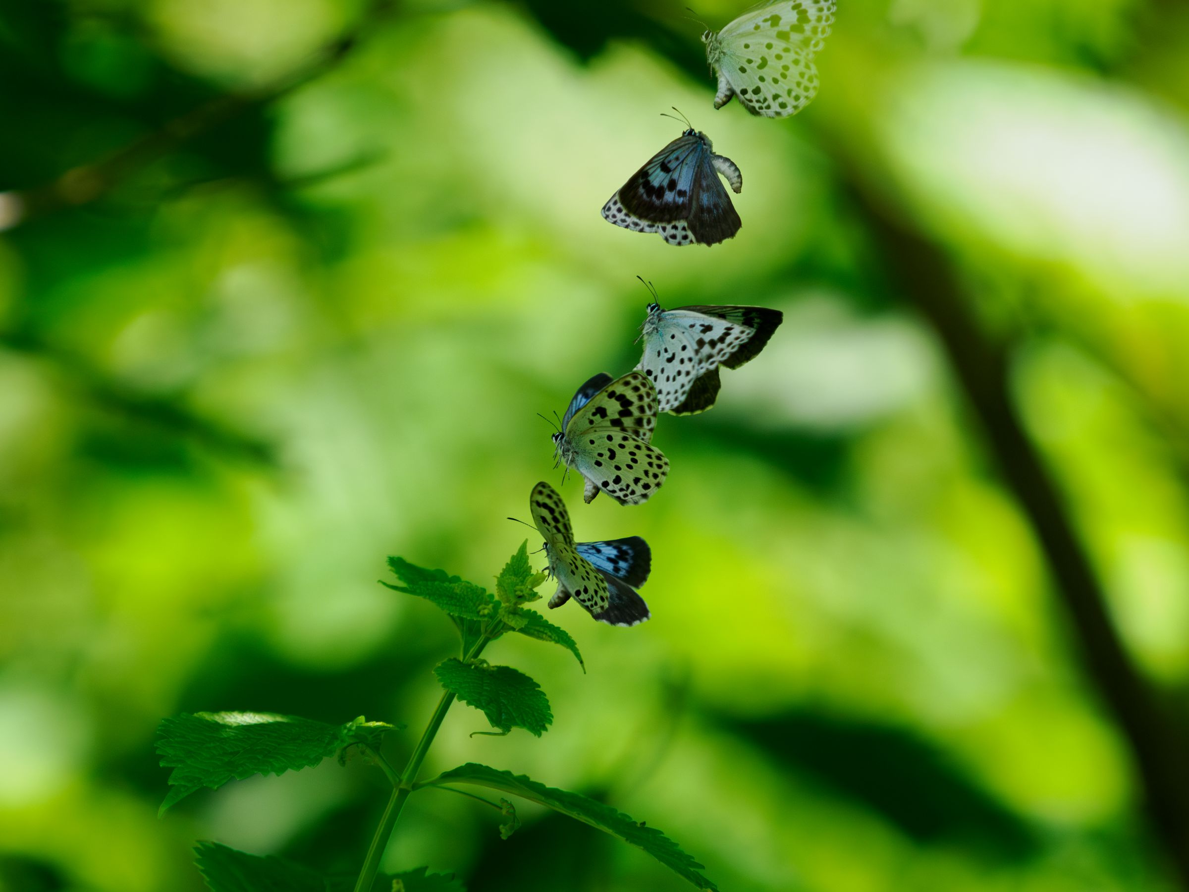 ゴマシジミ＆オオゴマシジミ