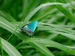 ヒロオビミドリシジミ | GANREF