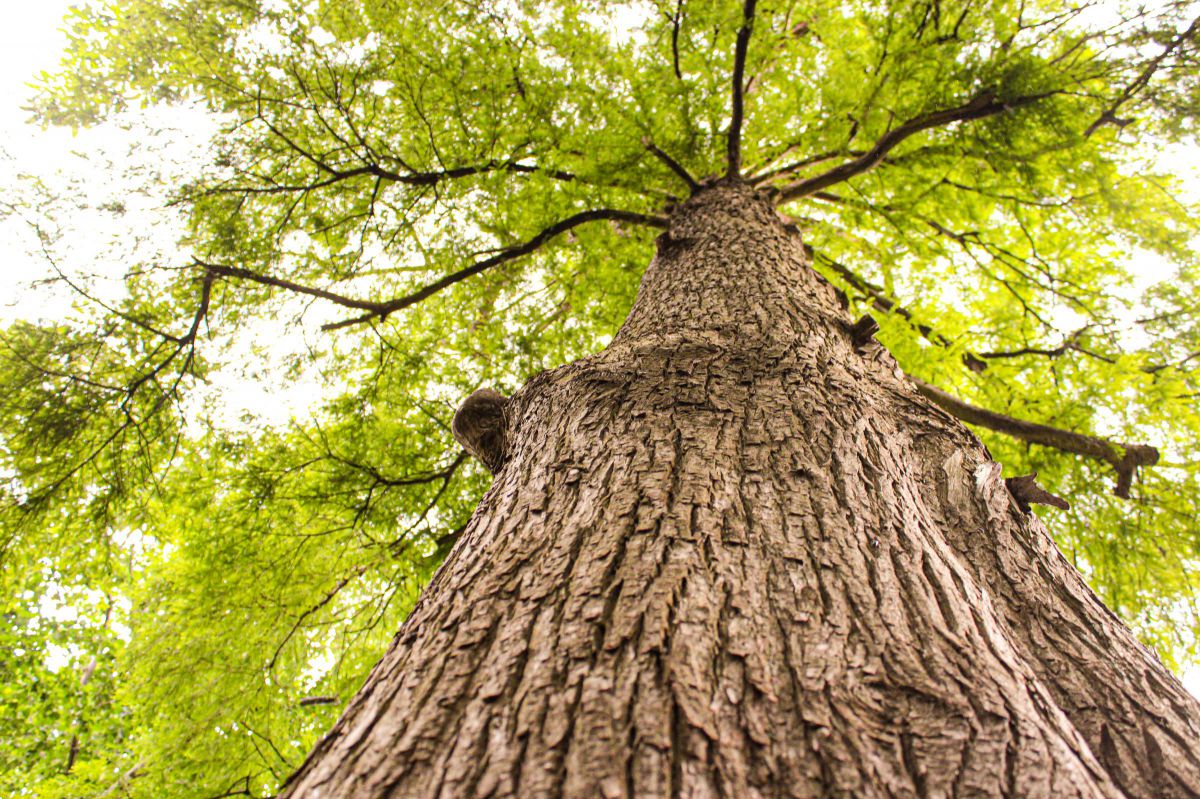 大きな木の下で | GANREF