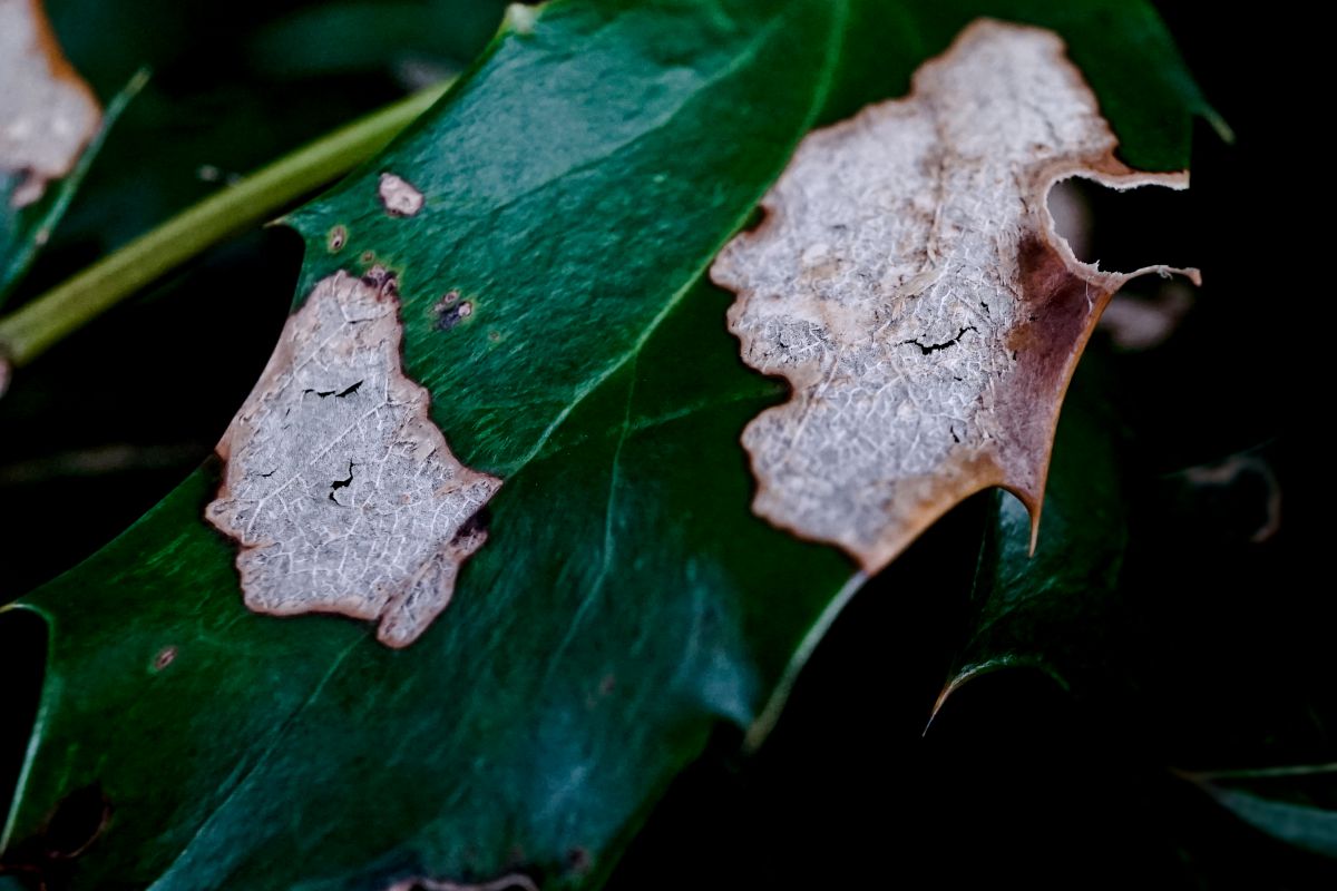 そんな顔して 婆さん 怒るなよ 植物 草 葉 芽 Ganref