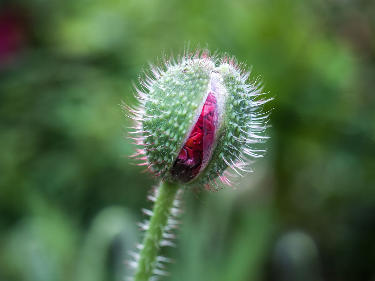 GXR + GR LENS A12 50mm F2.5 MACROで撮影された写真 | 写真検索 | GANREF