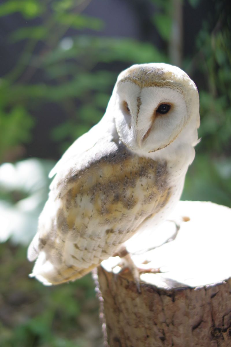 ノースサファリサッポロにて GANREF