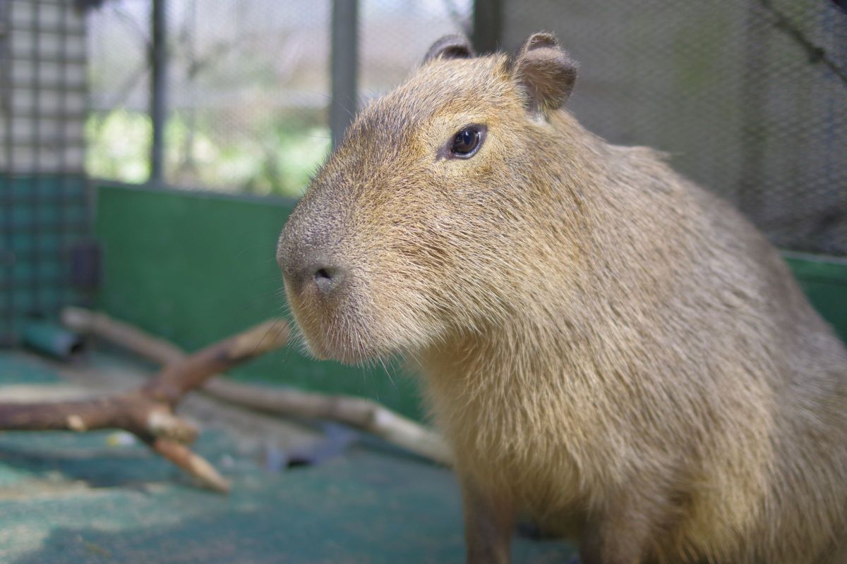 ノースサファリサッポロにて GANREF