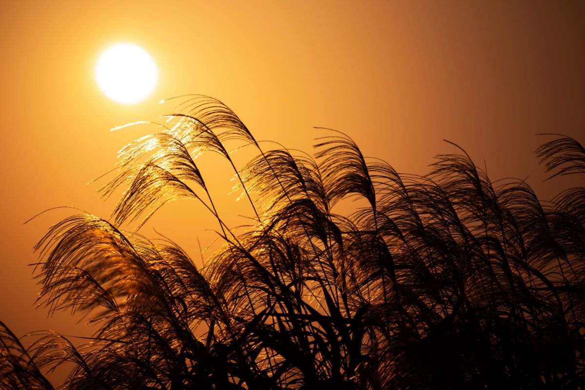 しらたまんさんのポートフォリオ | GANREF