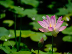 蓮の写真2025 | “お題”の写真をみんなで投稿しよう！ | GANREF