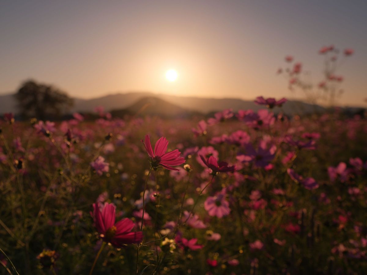 GF32-64mmF4 R LM WRで撮影された写真 | 写真検索 | GANREF