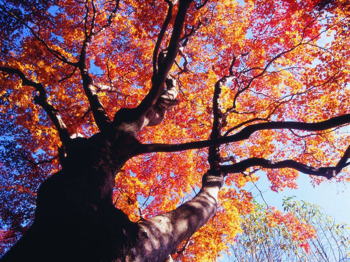 FA645 35mmF3.5AL[IF]で撮影された写真 | 写真検索 | GANREF