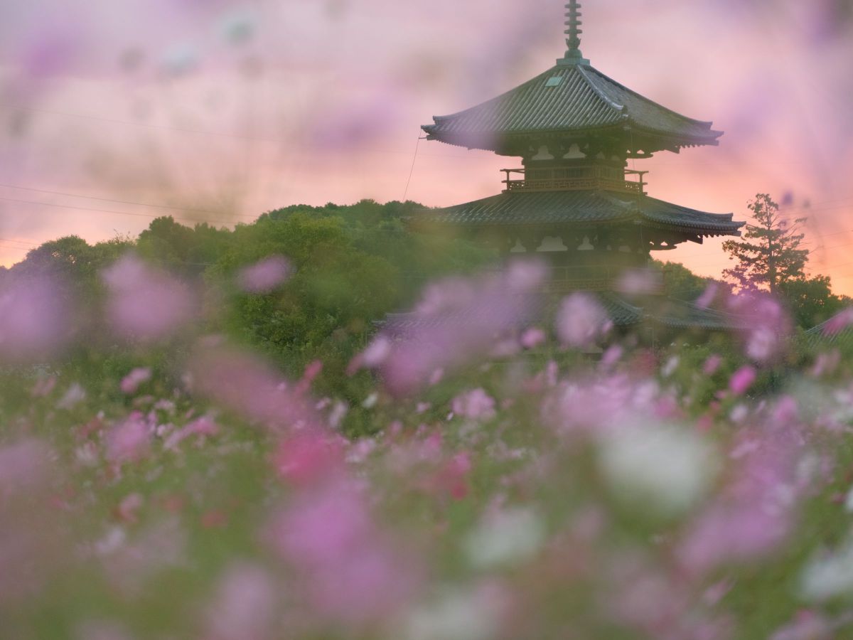 GF100-200mmF5.6 R LM OIS WRで撮影された写真 | 写真検索 | GANREF