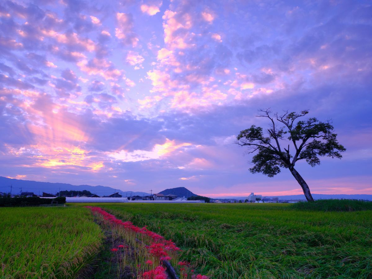 GF32-64mmF4 R LM WRで撮影された写真 | 写真検索 | GANREF