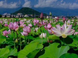 蓮の写真2025 | “お題”の写真をみんなで投稿しよう！ | GANREF