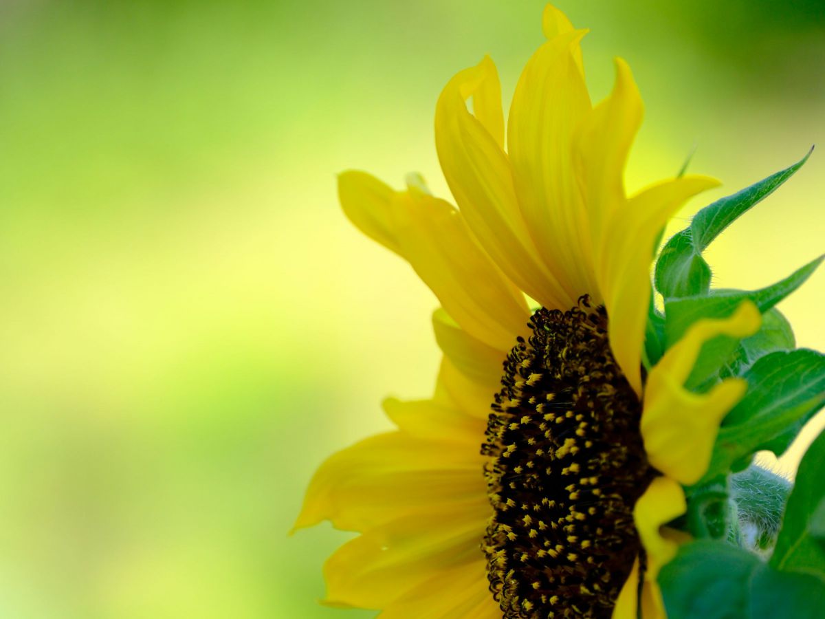 XF70-300mmF4-5.6 R LM OIS WRで撮影された写真 | 写真検索 | GANREF