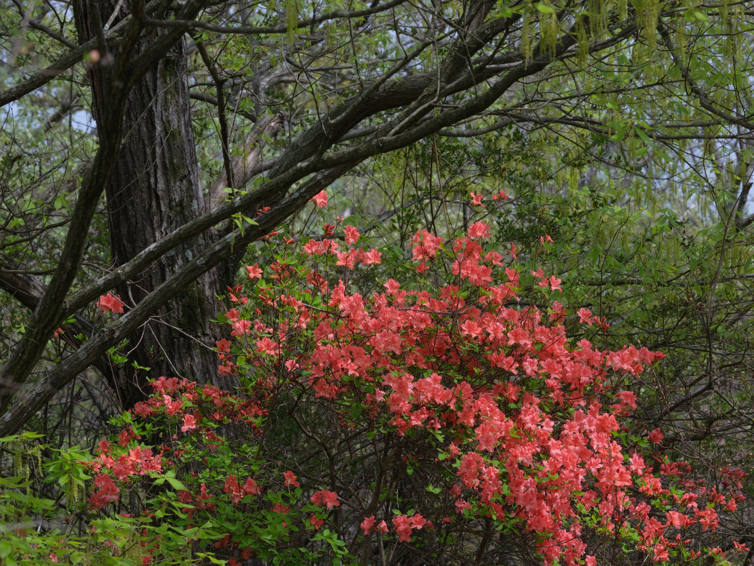 初夏に咲く | GANREF