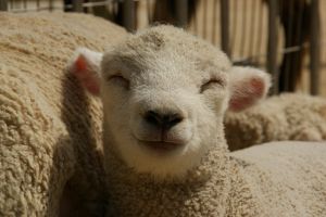 満面の笑み 動物 その他の陸の生物 Ganref