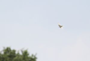 白いツバメ アルビノ の記録写真 動物 鳥類 Ganref