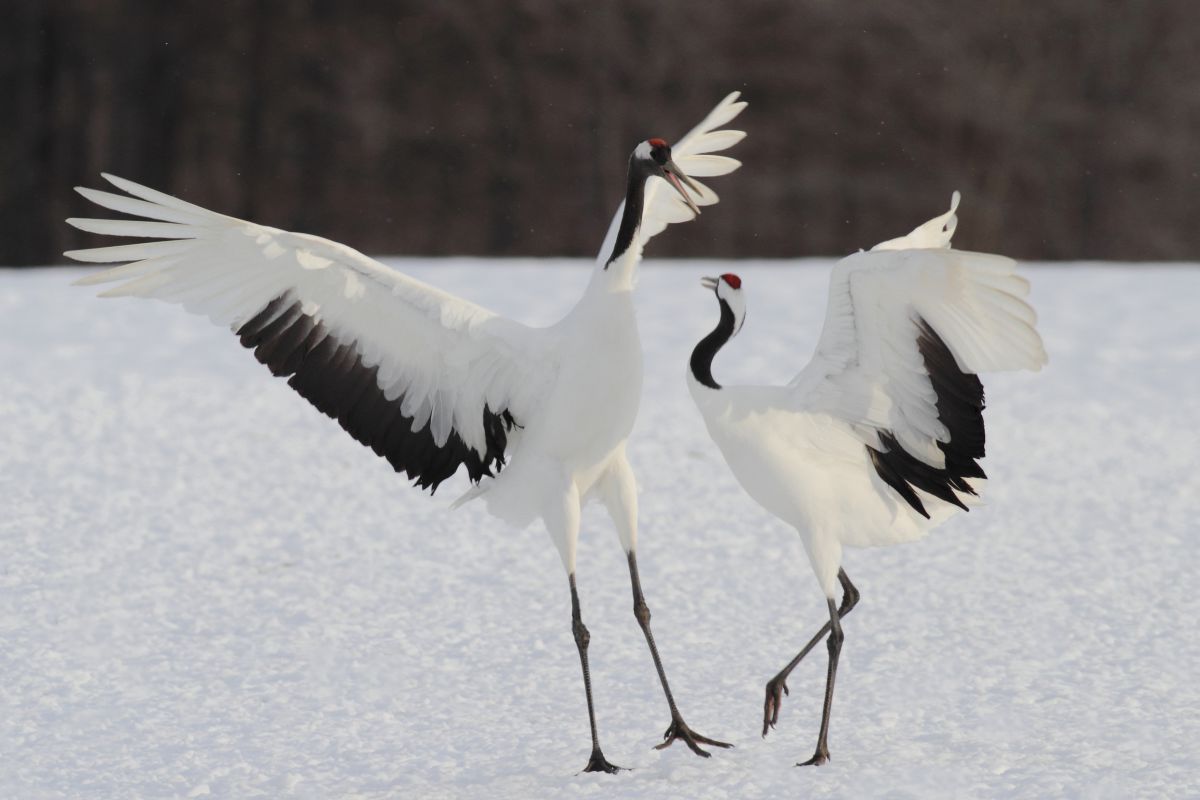 求愛ダンス 動物 鳥類 Ganref