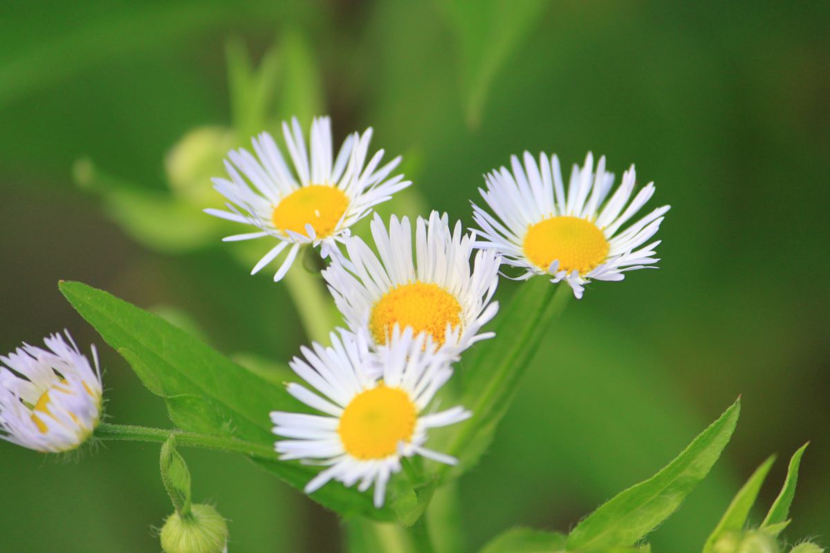 野花 植物 花 花びら Ganref 野花 植物 花 花びら Ganref